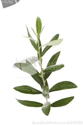 Image of olive branch