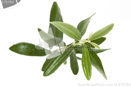 Image of olive branch