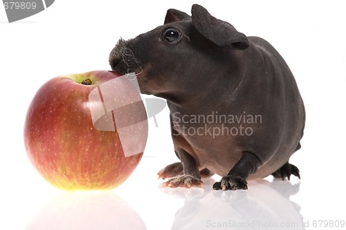 Image of skinny guinea pig and red apple h on white background