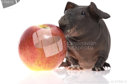 Image of skinny guinea pig and red apple h on white background