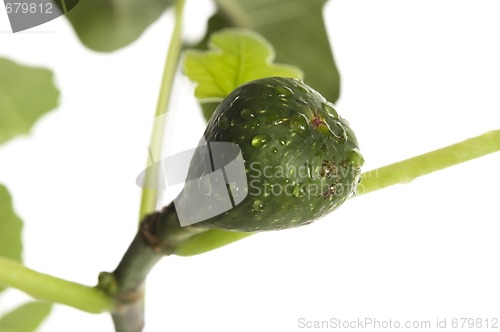 Image of fig tree with fruit