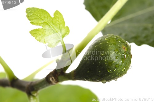 Image of fig tree with fruit