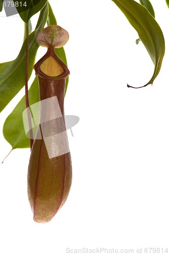 Image of Leaves of carnivorous plant - Nepenthes