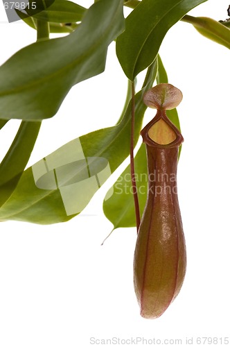 Image of Leaves of carnivorous plant - Nepenthes