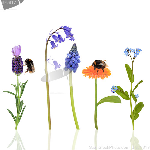 Image of Bumble Bees and Flowers