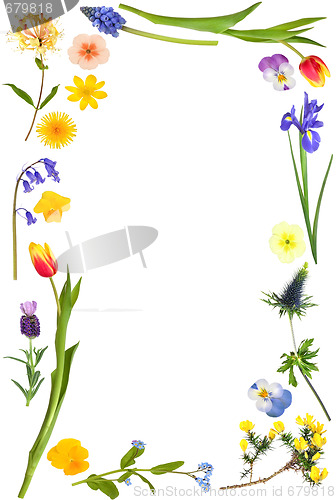 Image of Spring Flower Beauty