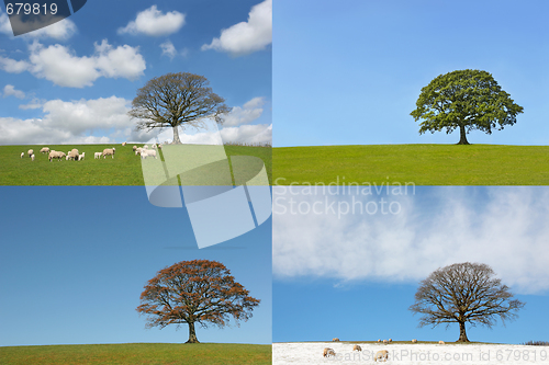 Image of Four Seasons of the Oak Tree