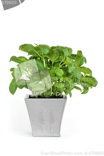 Image of Basil Herb