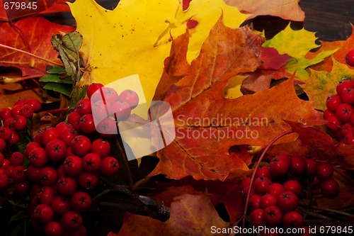 Image of fall colors