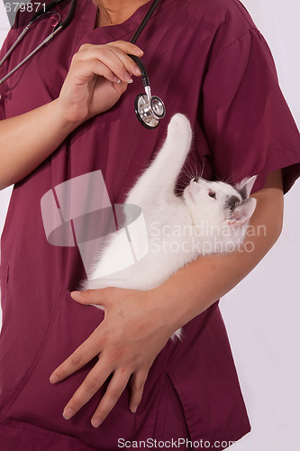 Image of Vet with kitten