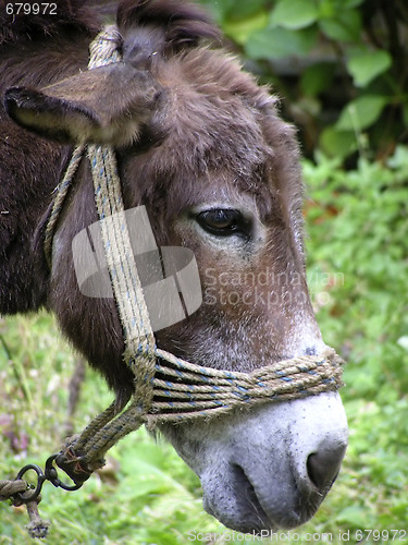 Image of Donkey