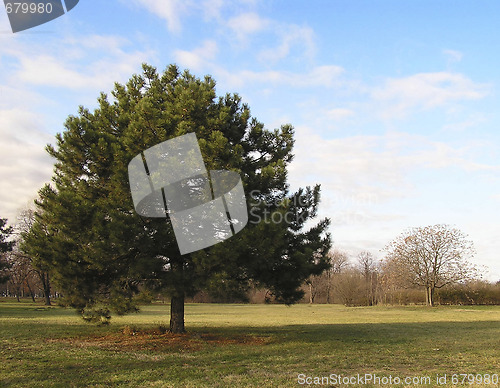 Image of Lonely Tree