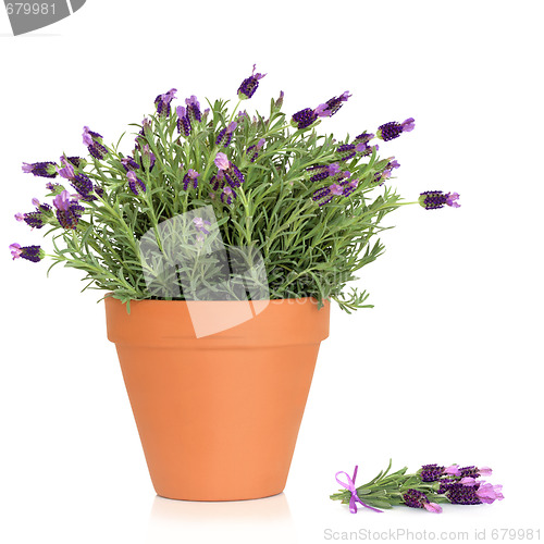 Image of Lavender Herb Flowers