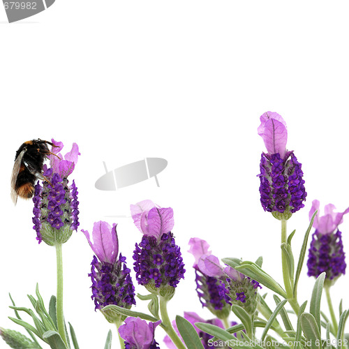 Image of Bumble Bee and Lavender Flowers