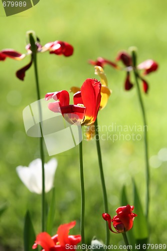 Image of red tulip