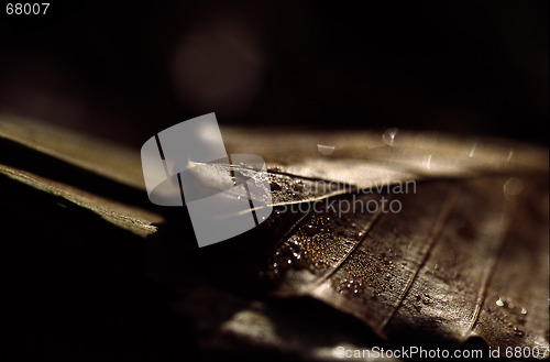 Image of wet leaf