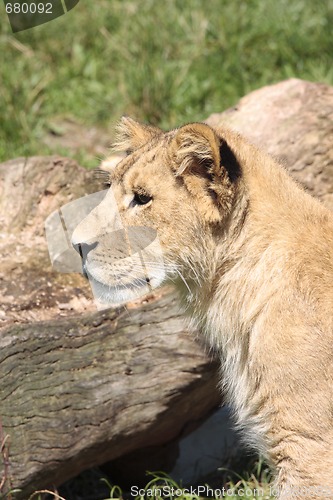 Image of young lion