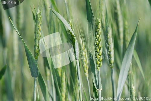 Image of Wheat