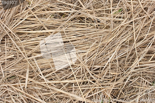 Image of Straw