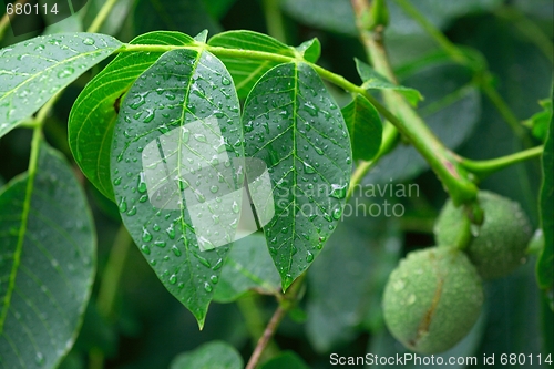 Image of Leaves