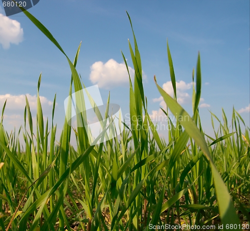 Image of Wheat