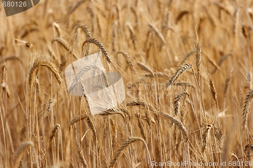 Image of Wheat