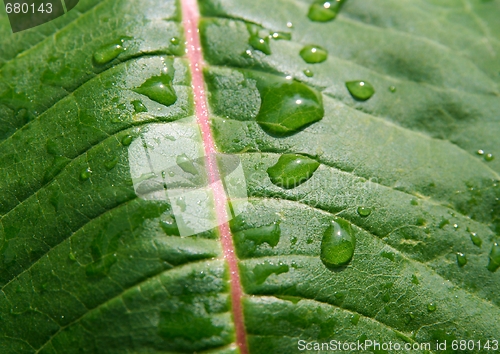 Image of Wet leaf