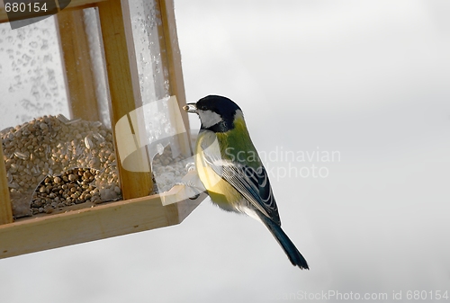 Image of Bird Feeder