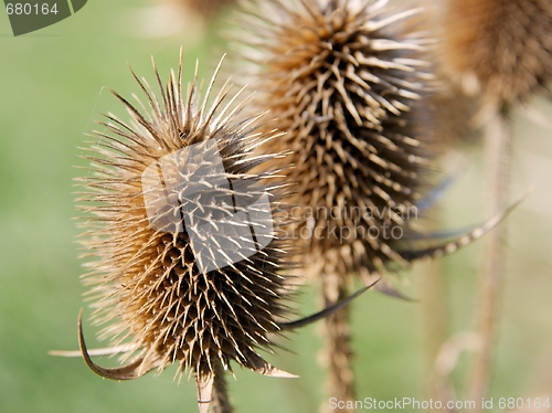 Image of Wild plant