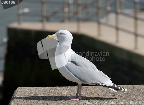Image of Seagull