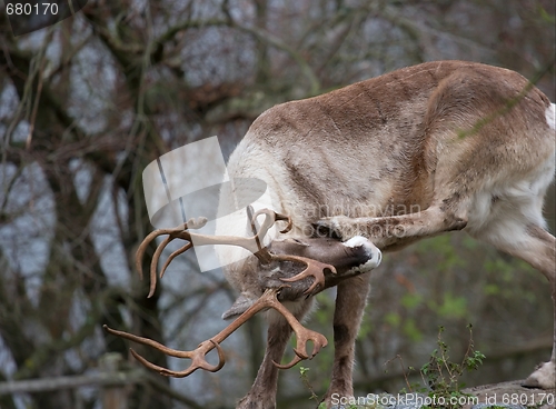 Image of Reindeer