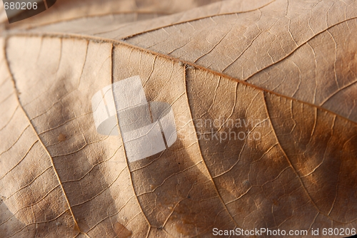 Image of Leaf