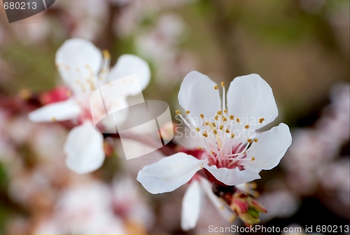 Image of Flowers