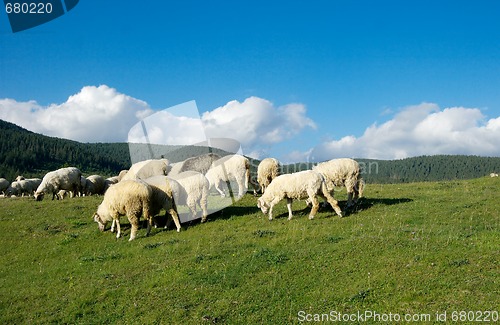 Image of Sheep