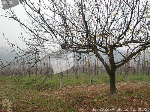 Image of Italian Vineyard