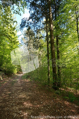 Image of Forest path