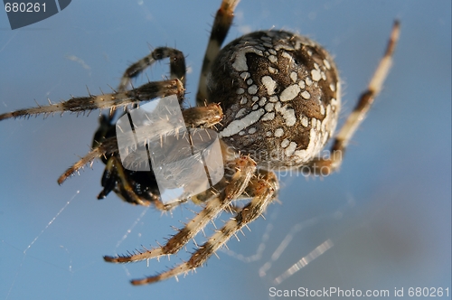 Image of Spider