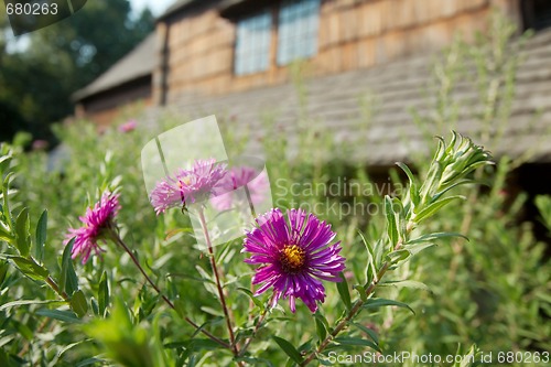 Image of Garden