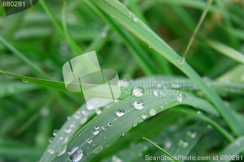 Image of Grass