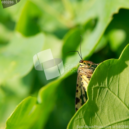 Image of Scorpionfly