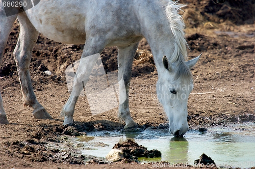 Image of Horse