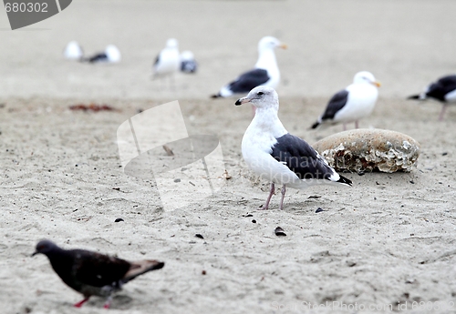 Image of Seagull