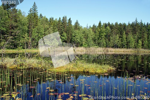 Image of Calm Marshland Lake in Finland