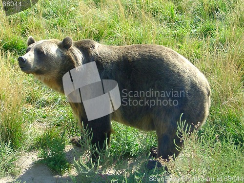 Image of Bear