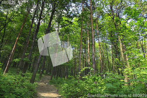 Image of Green forest