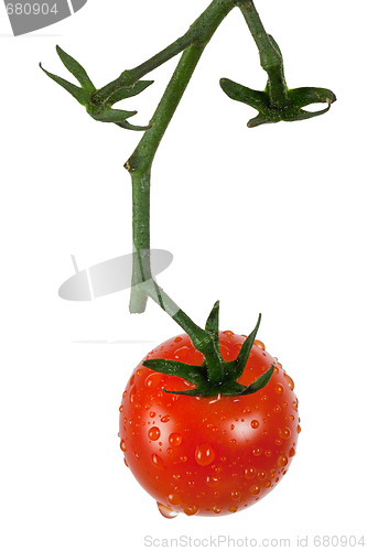 Image of Vine tomato
