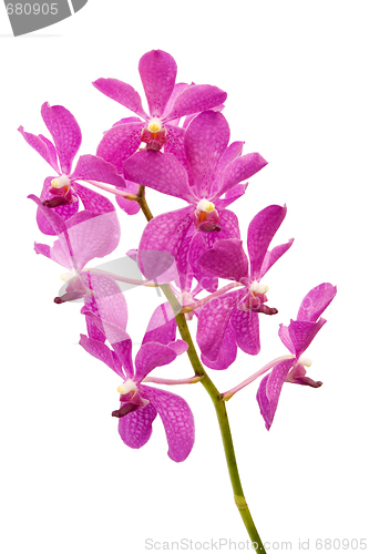 Image of Purple Orchids