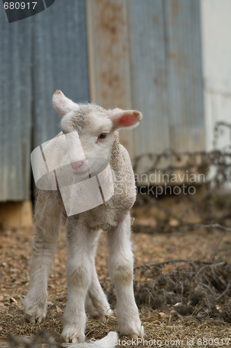 Image of young lamb on the farm