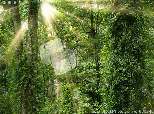 Image of sunshine in rain forest