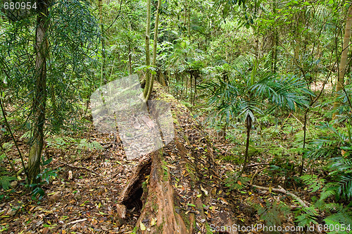 Image of beautiful dorrigo world heritage rainforest